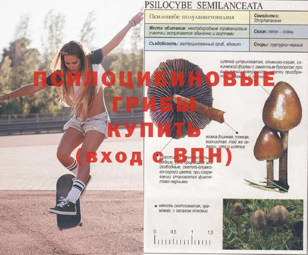 ГАЛЛЮЦИНОГЕННЫЕ ГРИБЫ Волосово